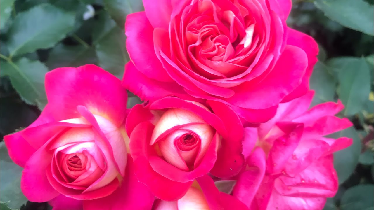 Розы. Заказы роз сорваны. Разочарование и ажиотаж....🌹🌹🌹