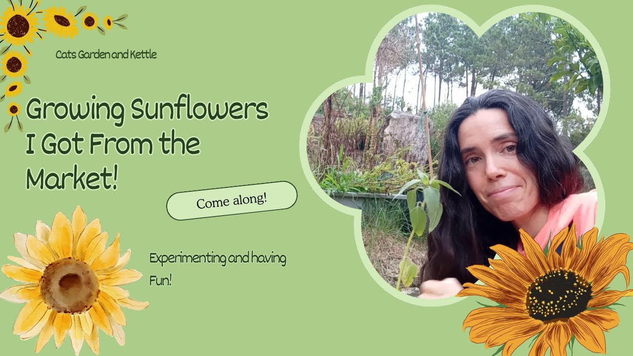 Trying to grow Sunflowers I Got From Market!