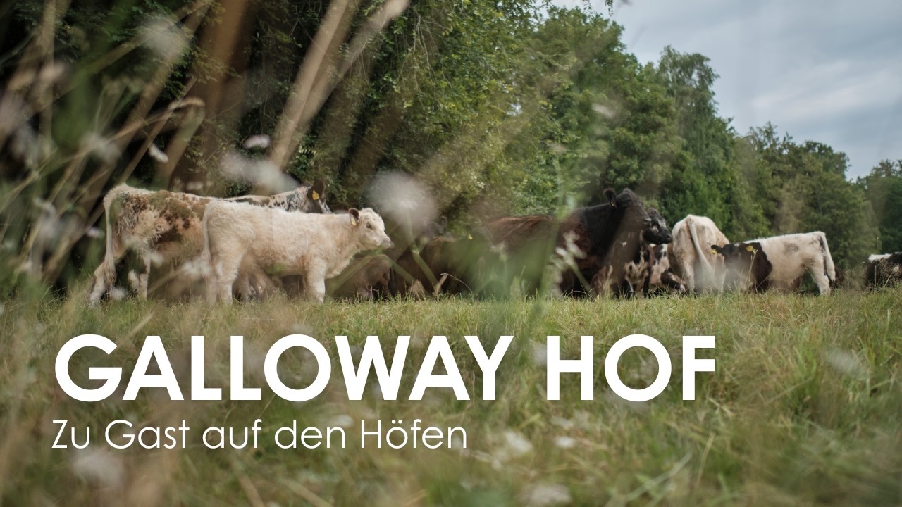 Galloway Hof Rhüden - Öko-Modellregion Landkreis Goslar