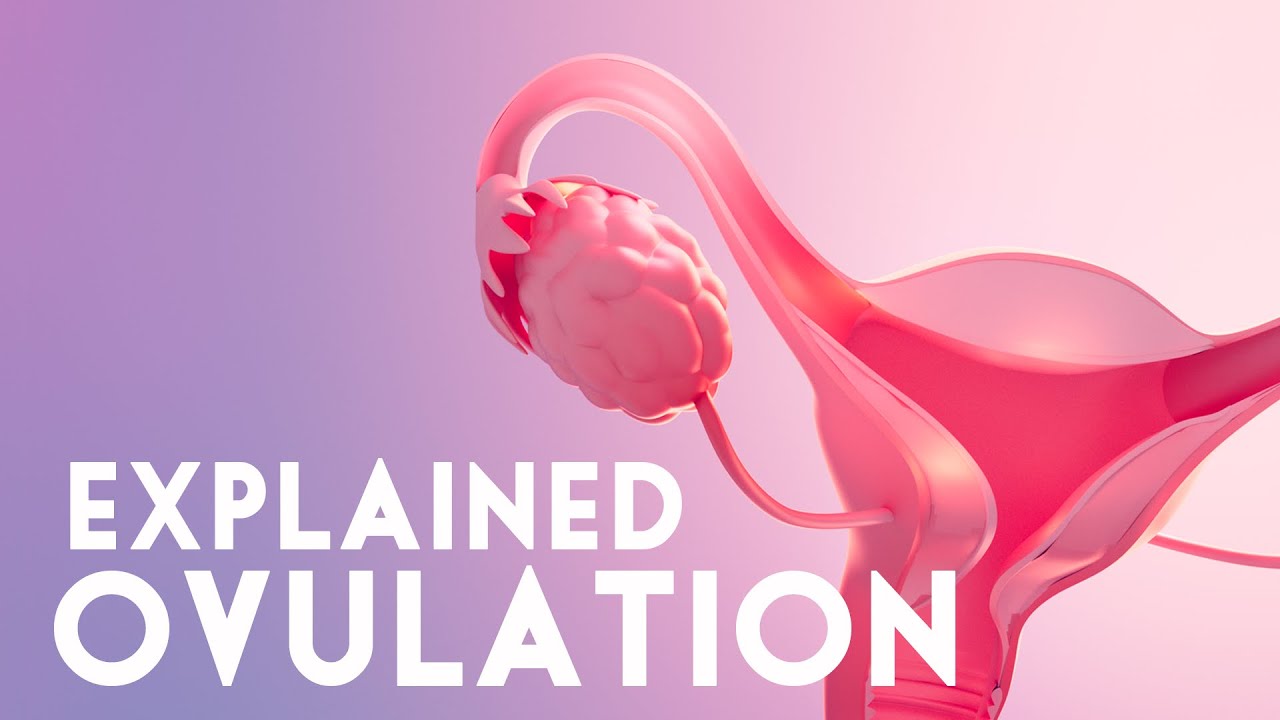 How ovulation works? | Ovulation explained