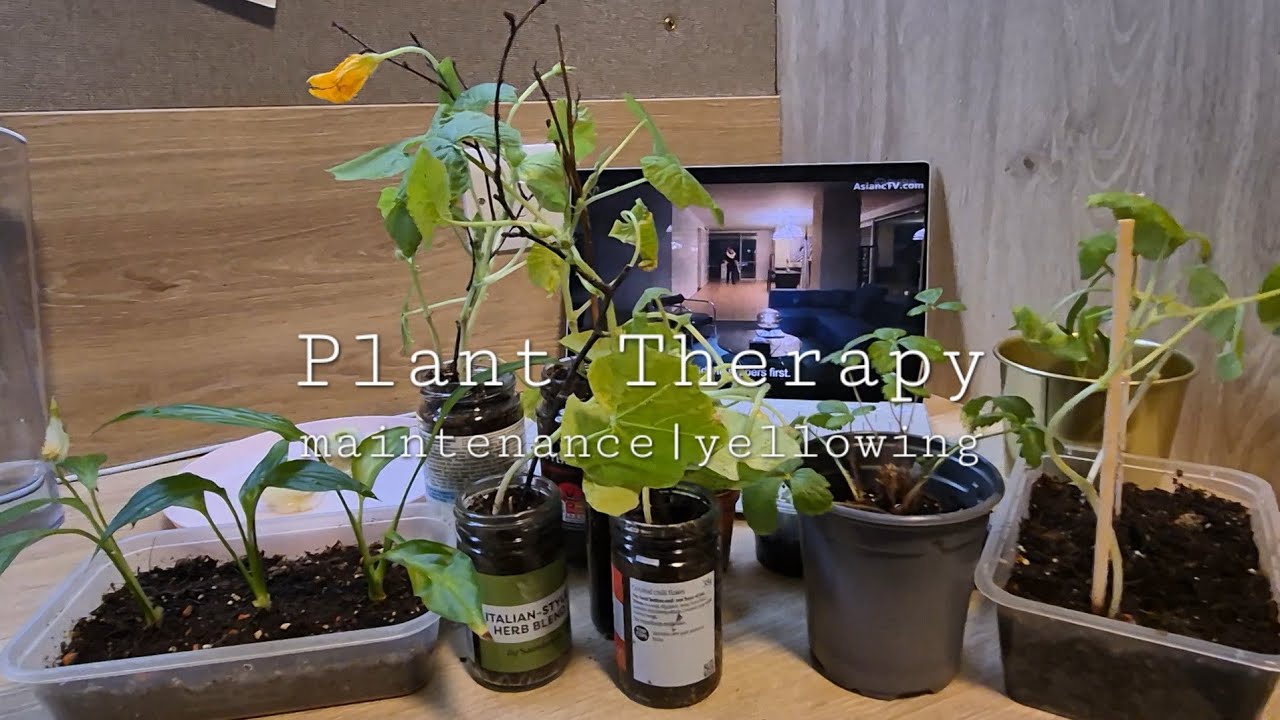 Plant Therapy | peace lilies | pumpkin leaves | alpine strawberry plant | succulent 🪴🍂🌿