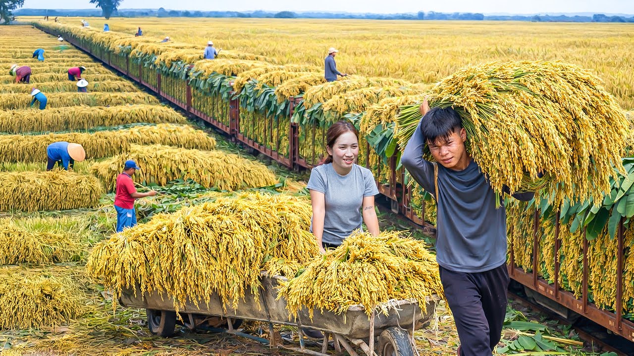Harvesting Millions Golden Fragrant Rice Grains in Vietnam | Cooking Traditional Sticky Rice 2026