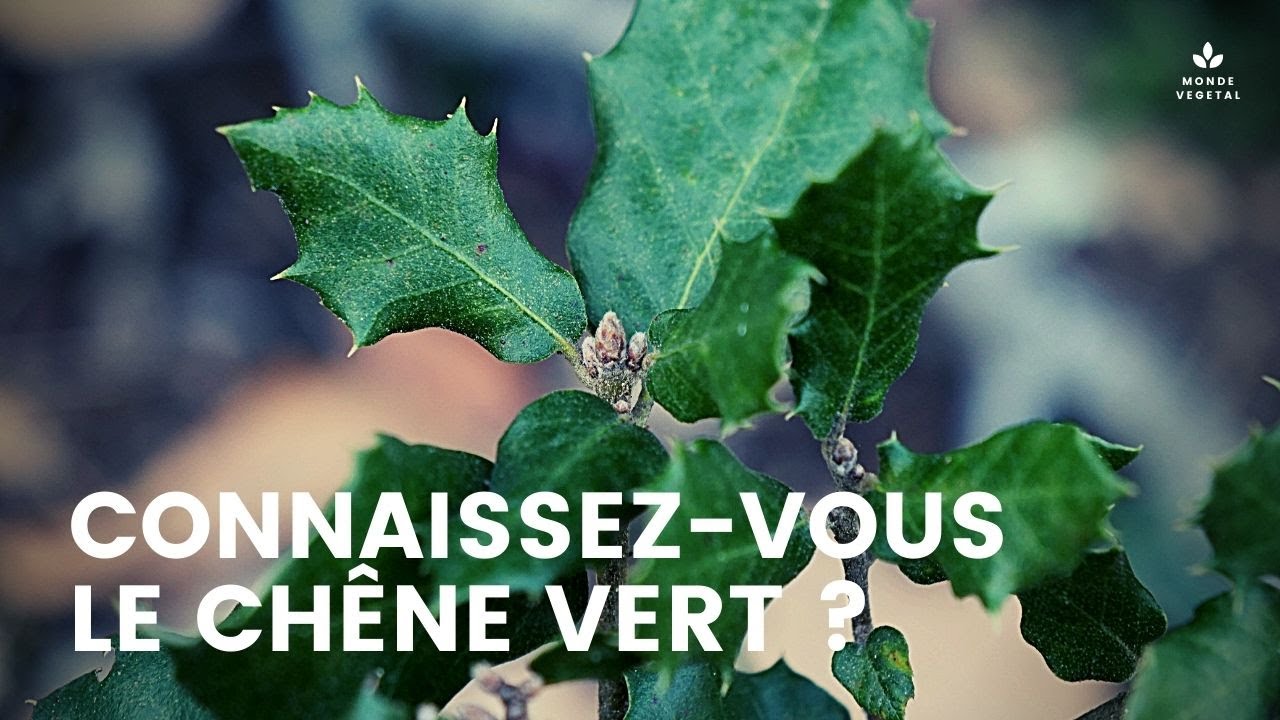CONNAISSEZ-VOUS LE CH&Ecirc;NE VERT ? Plante Sauvage Comestible et M&eacute;dicinale.