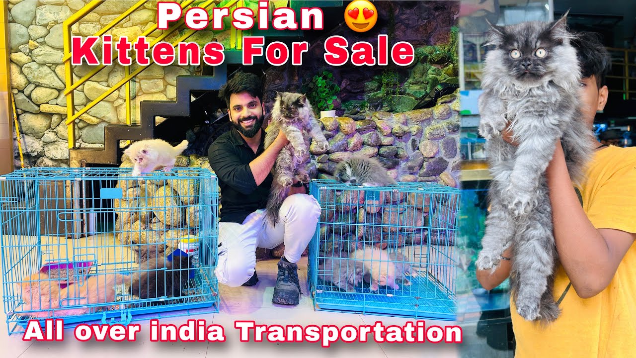 Persian Cats For Sale | Quality kittens For Sale | Persian Cat | Persian cat price in india #cat