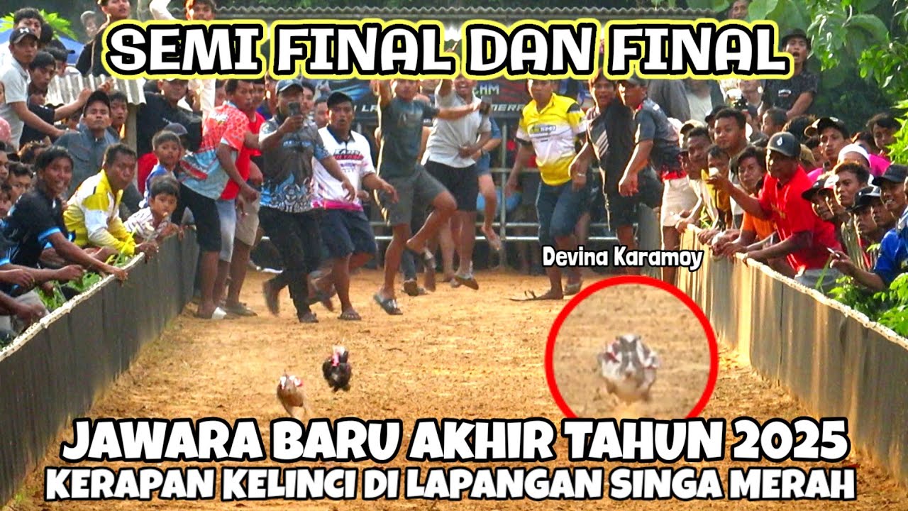 Semi final dan Final kerapan kelinci di lapangan singa merah || Anom yudik