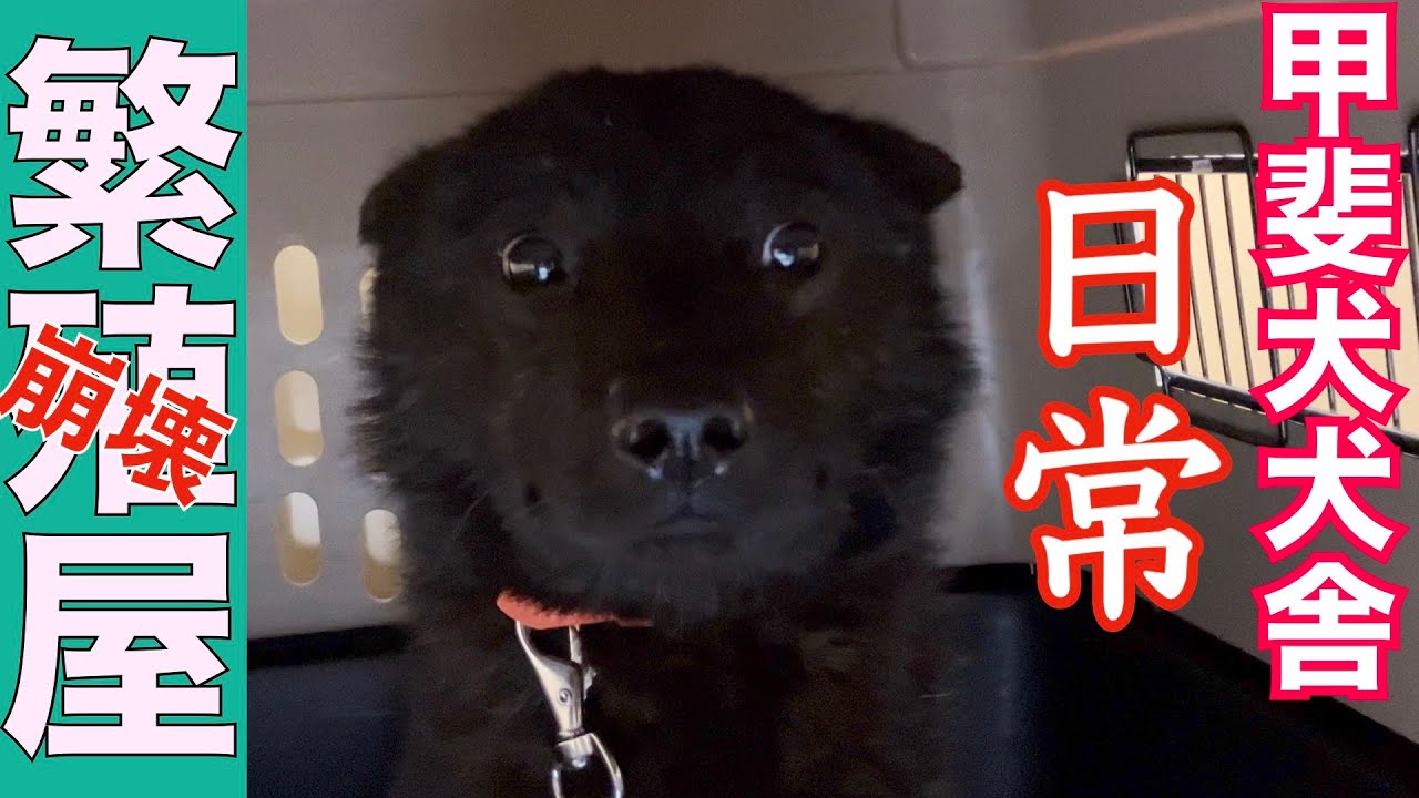 地獄からレスキューした甲斐犬達の日常【悪質繁殖屋レスキュー】