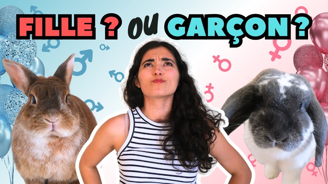 🤓 Comment déterminer le sexe de son lapin 🩷💙 DEMO AVEC MES LAPINS