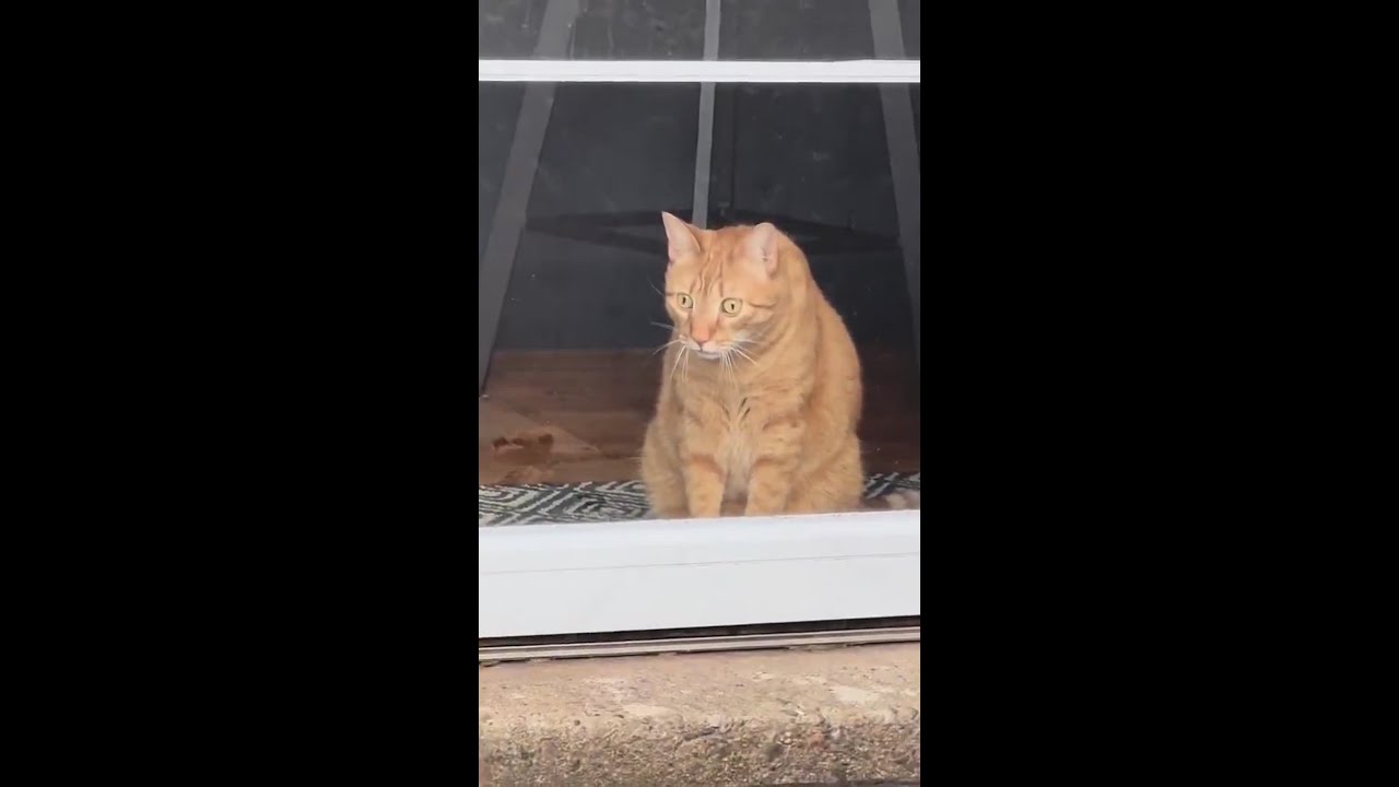 La cara de sorpresa de un gato al ver una tortuga por primera vez