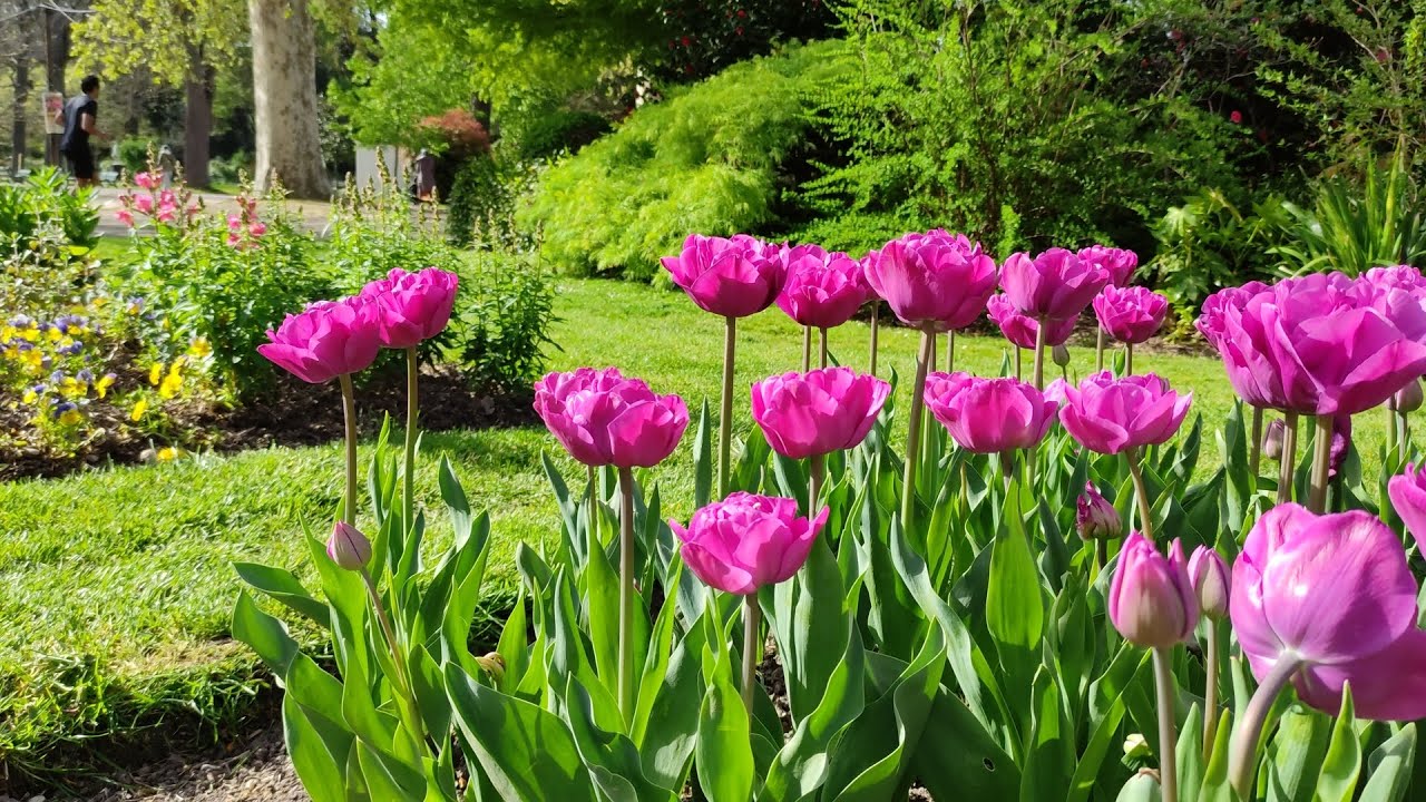 Tulipes les reines du printemps, d&eacute;ploient leurs p&eacute;tales d&eacute;licates @sodachhim