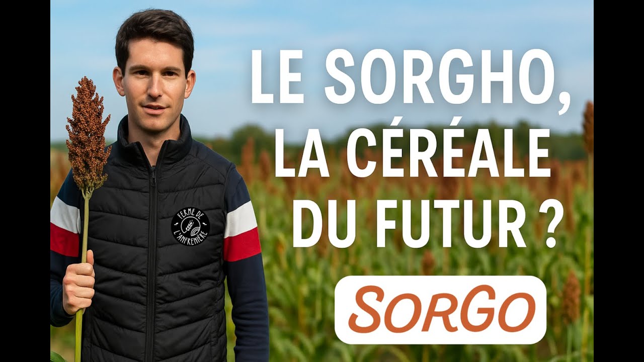 Interview avec Matthieu Thabard : Tout savoir sur le Sorgho et ses Bienfaits