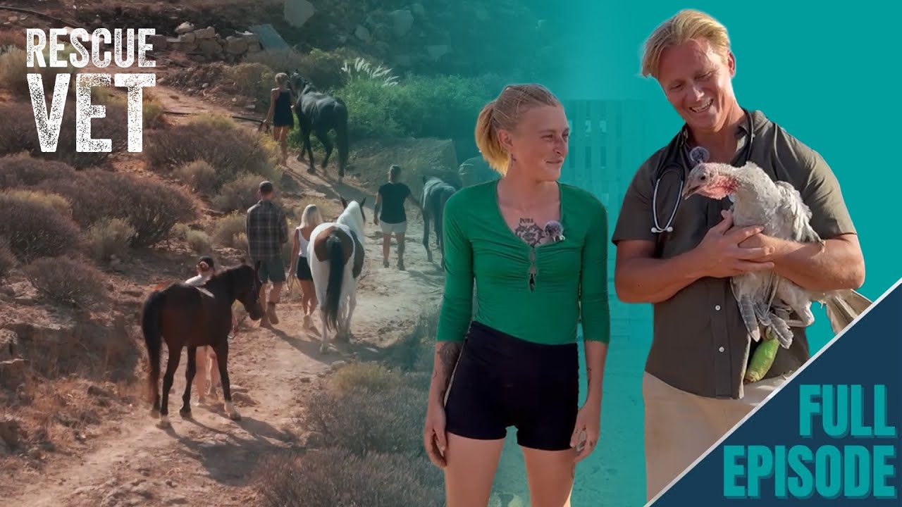 Tenerife's Haven for Neglected Animals