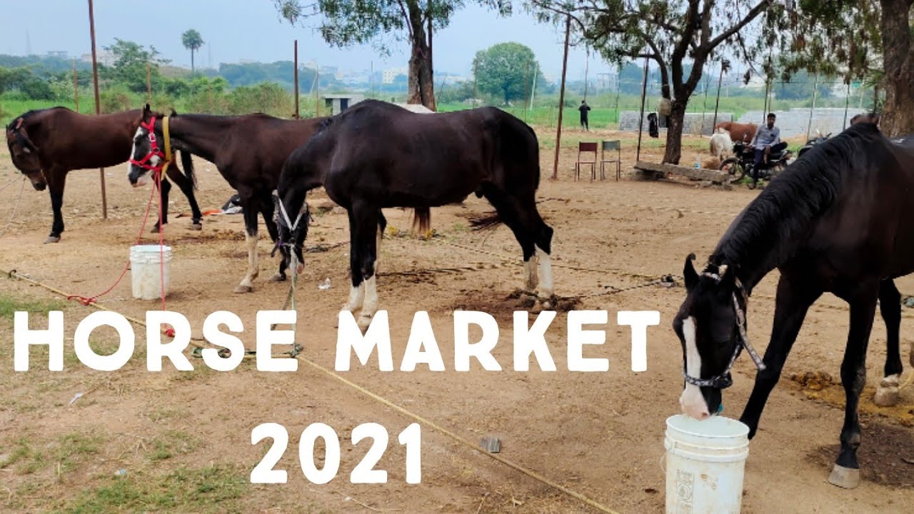 marwad horses in Telangana stud farm | baby horse | nukre ghode ghodiya