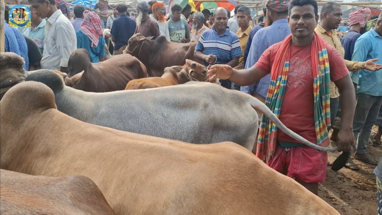 @ 14/3/2026|| চট্টগ্রামের খামারীর কুরবানির ষাঁড় গরু কেনা দিনাজপুরের কাহারোল হাটে||