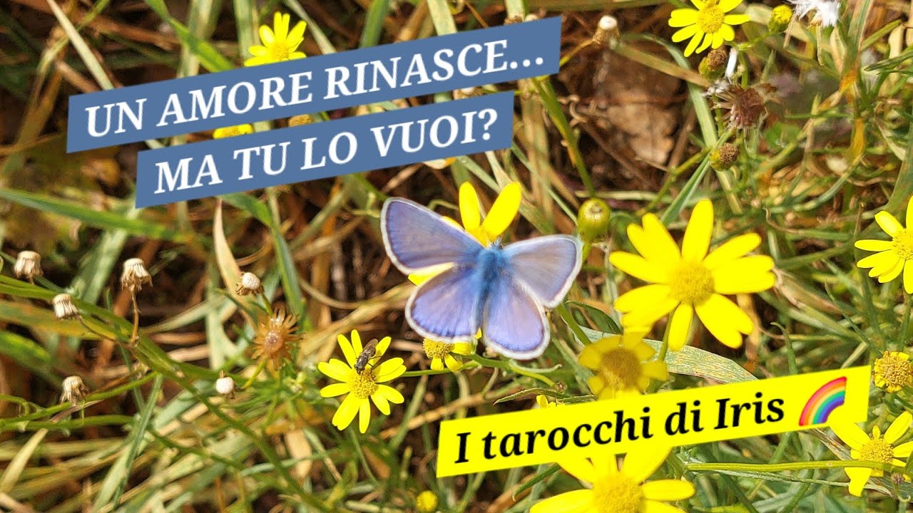 UNA NOTIZIA TI SCONVOLGERÀ..TRA LA PAURA E IL DESIDERIO 🥰 💘🦋#tarocchi