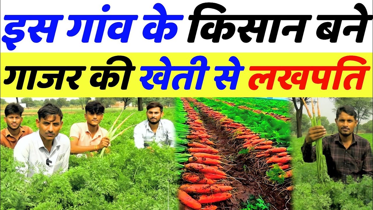 गाजर की खेती कब और कैसे करें | gajar ki kheti kaise karen | ageti gajar ki kheti kab kare
