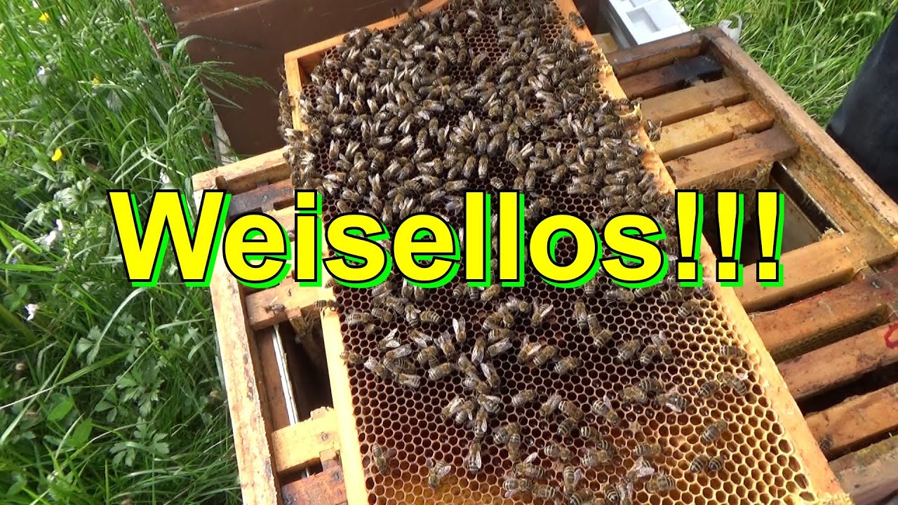 Weisellos!!!