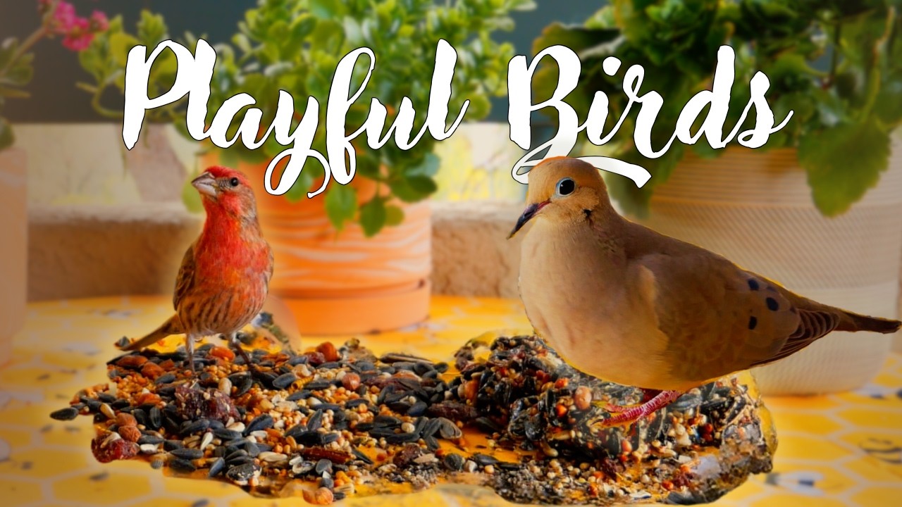 Birds Feasting in Warm Sunshine | Calm Backyard Bird Sounds | 4K