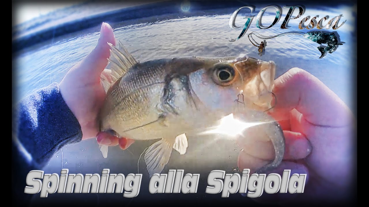 Spinning alla Spigola Ketiech Easy Shiner 3''