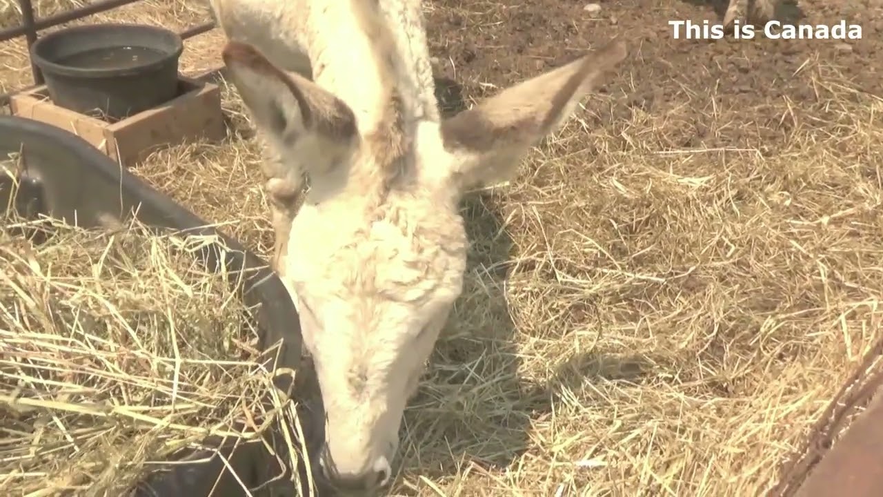 The other side of farm life - donkeys must eat.