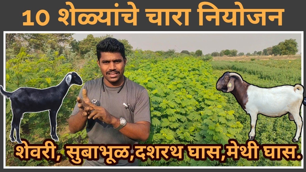 10 शेळ्यांचे चारा नियोजन ,बंदिस्त शेळीपालन #shelipalan