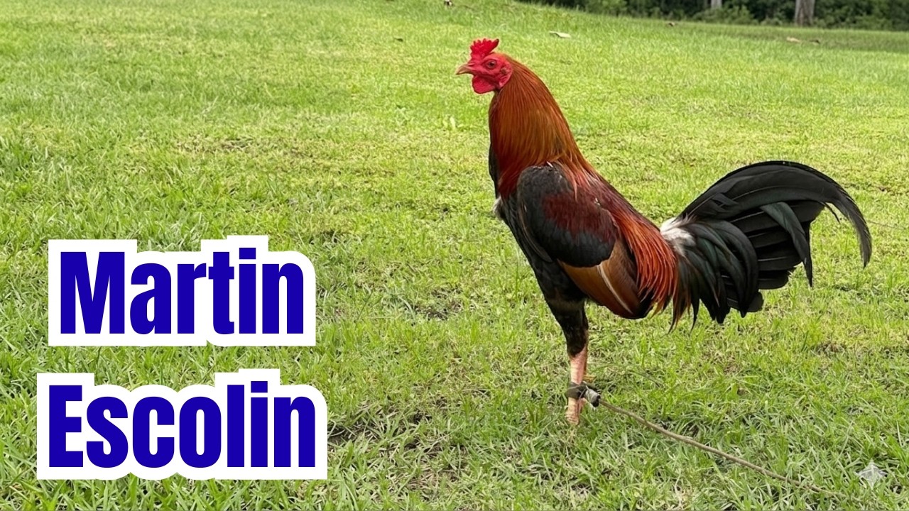 Martin Escolin | IGF 2026