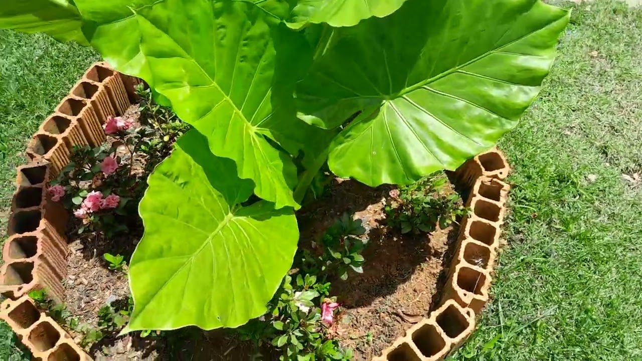 O Jardim esta ficando bonito❤️
