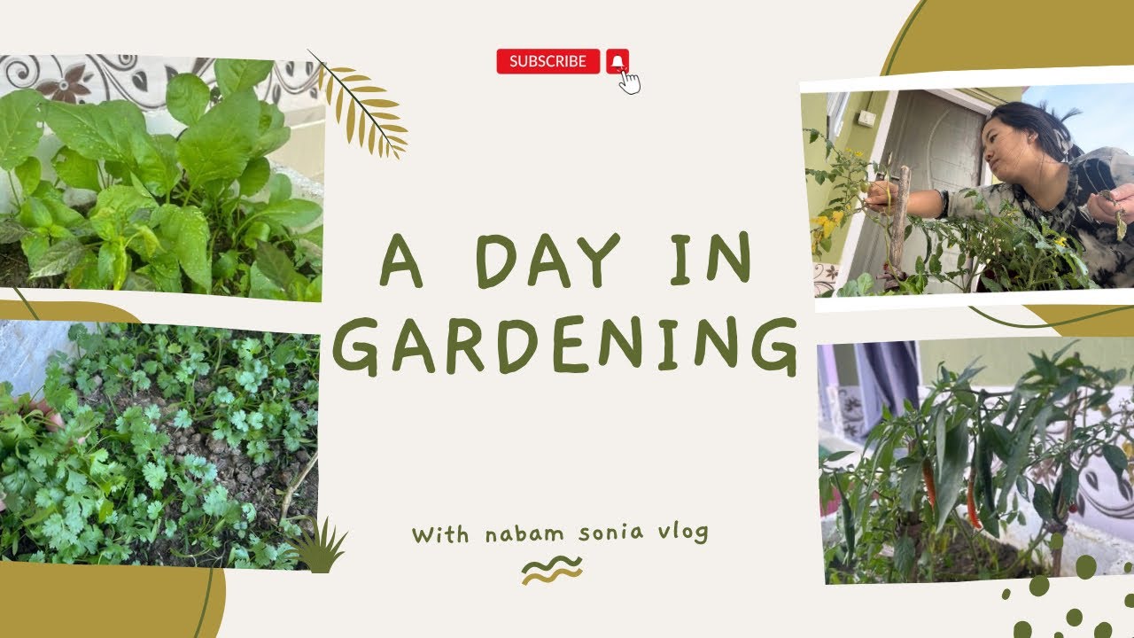 Planting vegetables at my kitchen garden || Arunachal pradesh || India