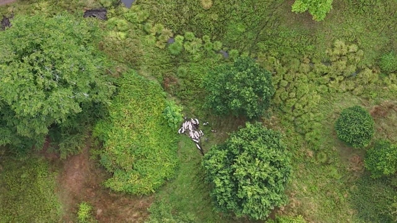 Cattistock Hunt kill fox at Melbury House 26/8/25
