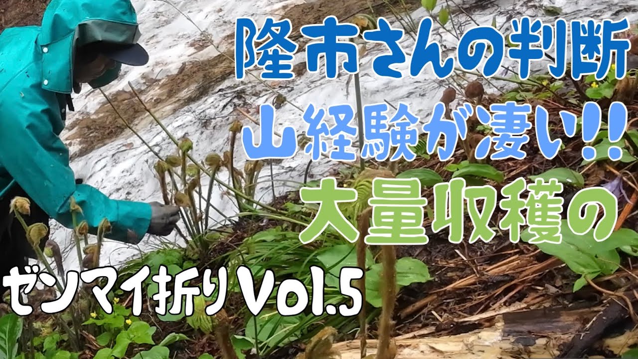 ゼンマイ折りVol.5〜隆市さんの判断凄い！大量収穫〜