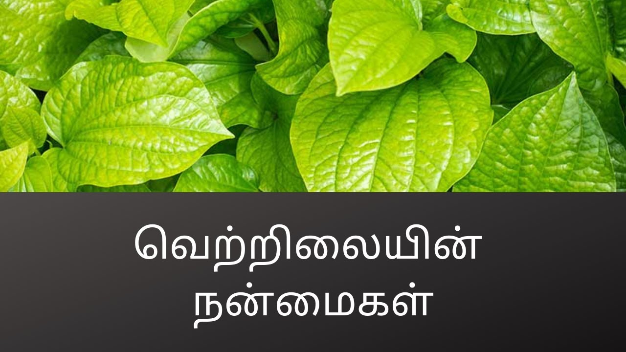 வெற்றிலையின் நன்மைகள் #115(Benefits of Betel Leaf)_C.K.Nandagopalan