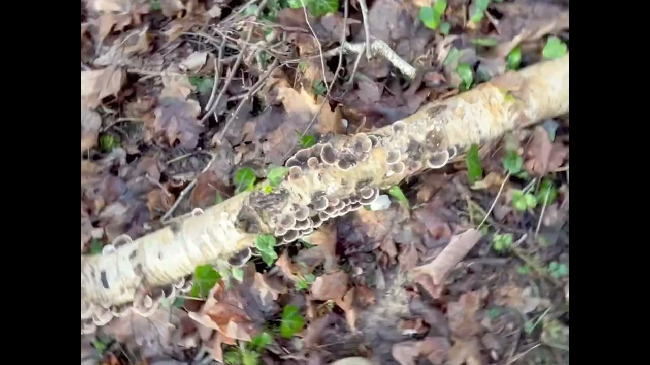 Fomitopsis Betulina - Iasca de mesteacăn,ciupercă medicinală .