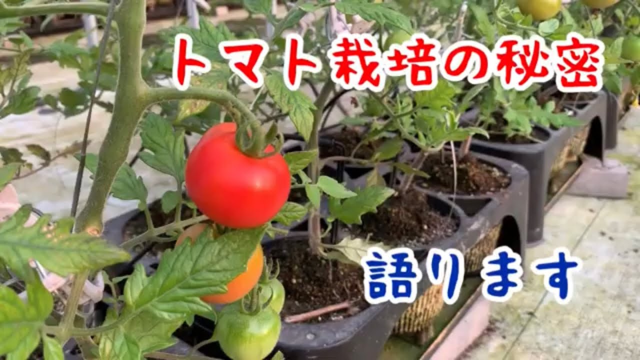 【ハウストマト】トマトの栽培方法、おいしさの秘密を初めて語ります！