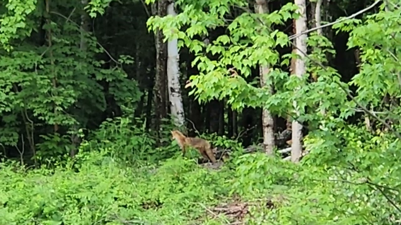 Spotted the fox