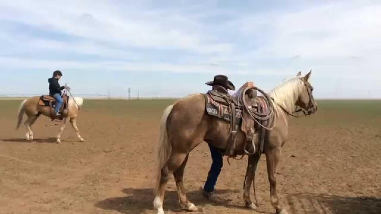 A Day at Bagley Performance Horses
