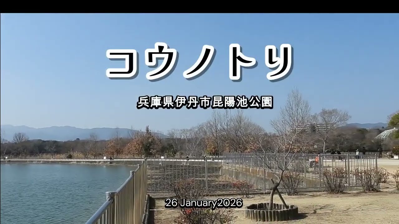 コウノトリ