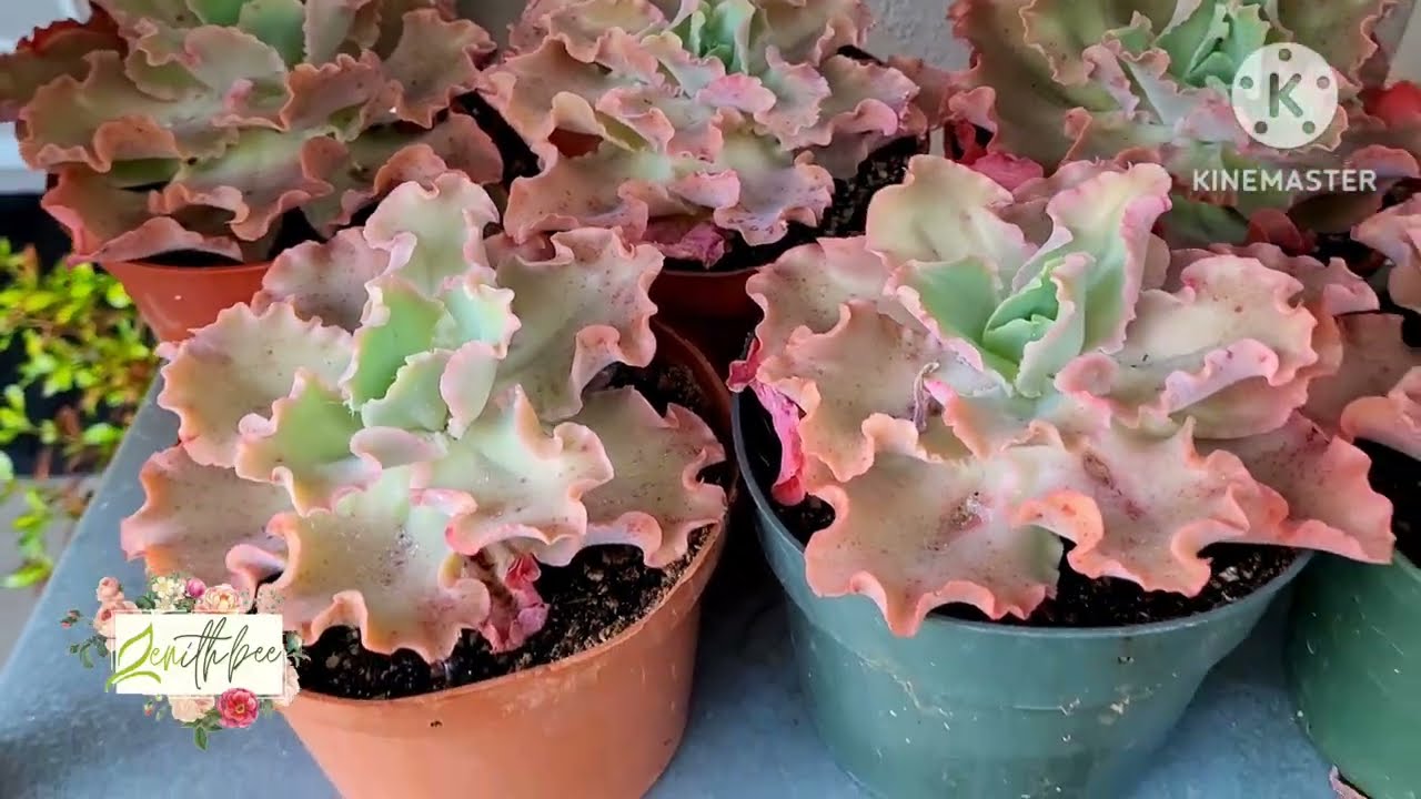 SUCCULENTS COLLECTION | ZENith BEE