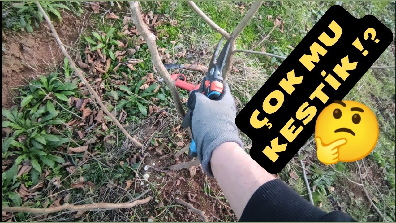 3 Yıllık  FINDIK OCAĞINA İlk Müdahale ! | DENEME OCAĞI -2