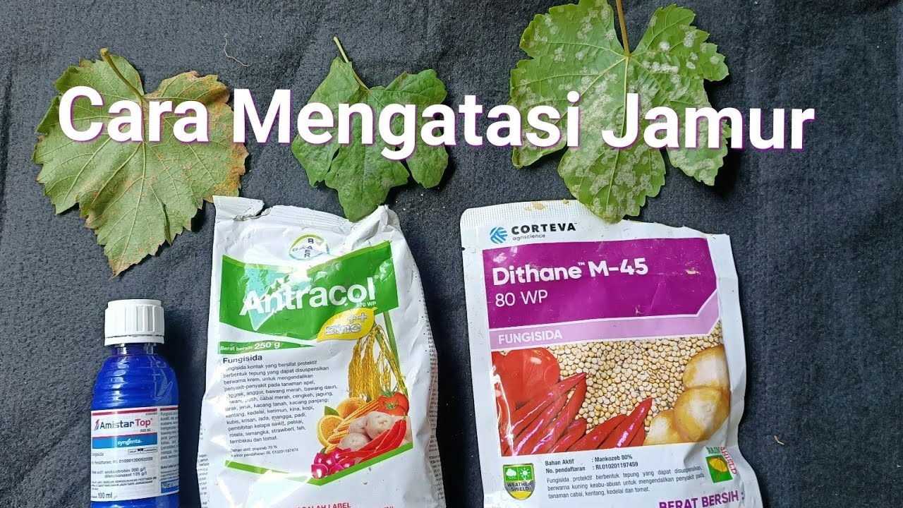 Cara Efektif Mengatasi Jamur