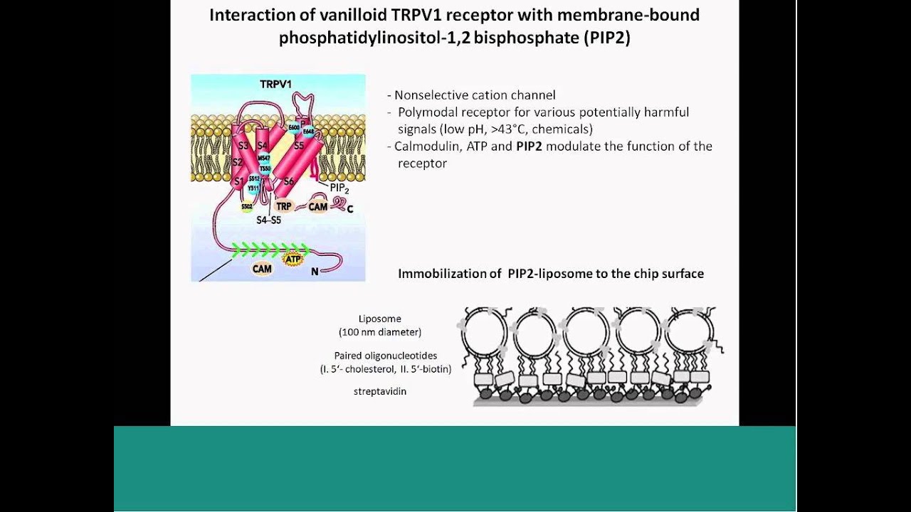 Biomolecular Interaction Analysis with the ProteOn&trade; XPR36 System
