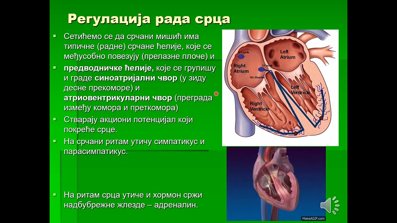 23 Функционална анатомија срца