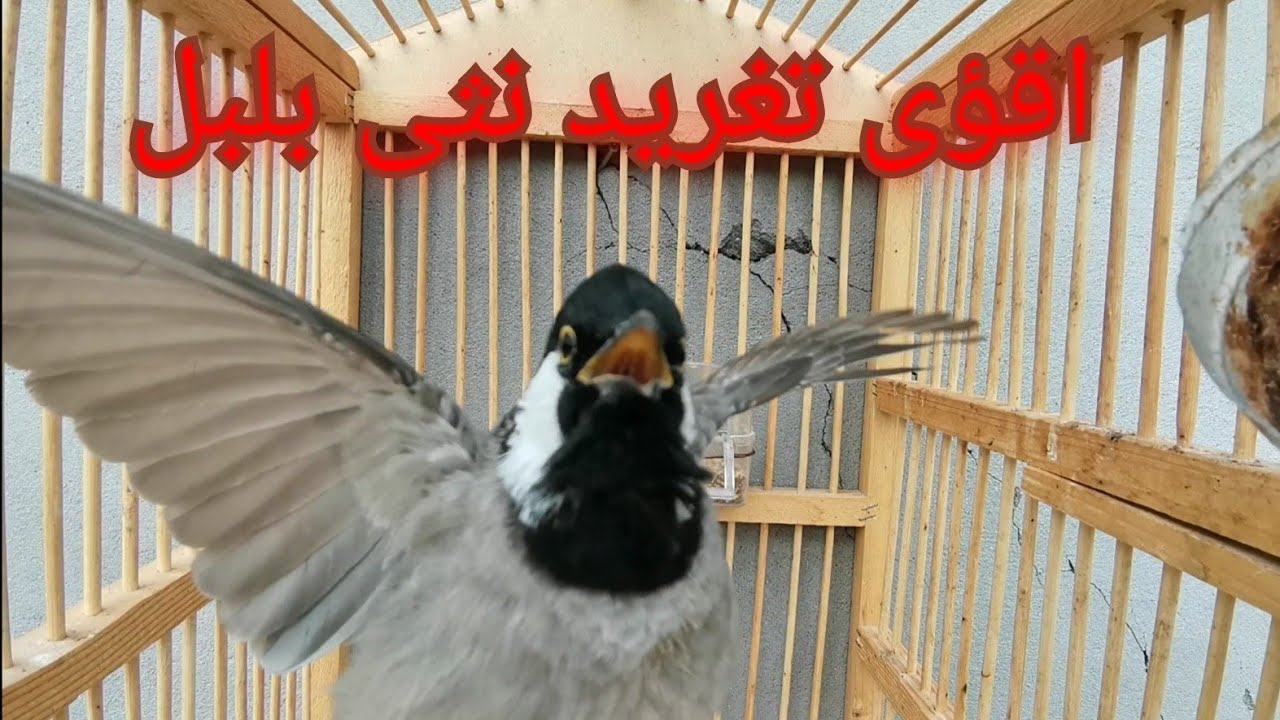 تغريد أنثى بلبل ابيض الخدين روعه 🍊🍊