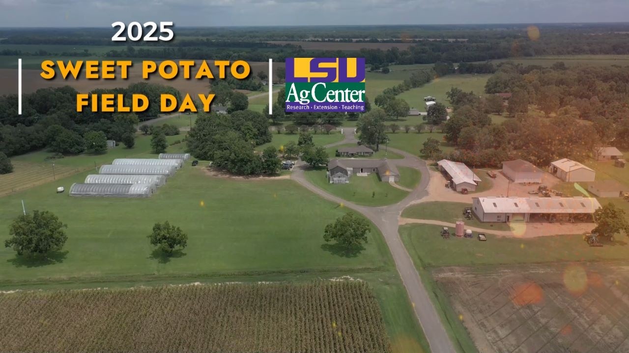 2025 Sweet Potato Field Day: Greenhouse Production