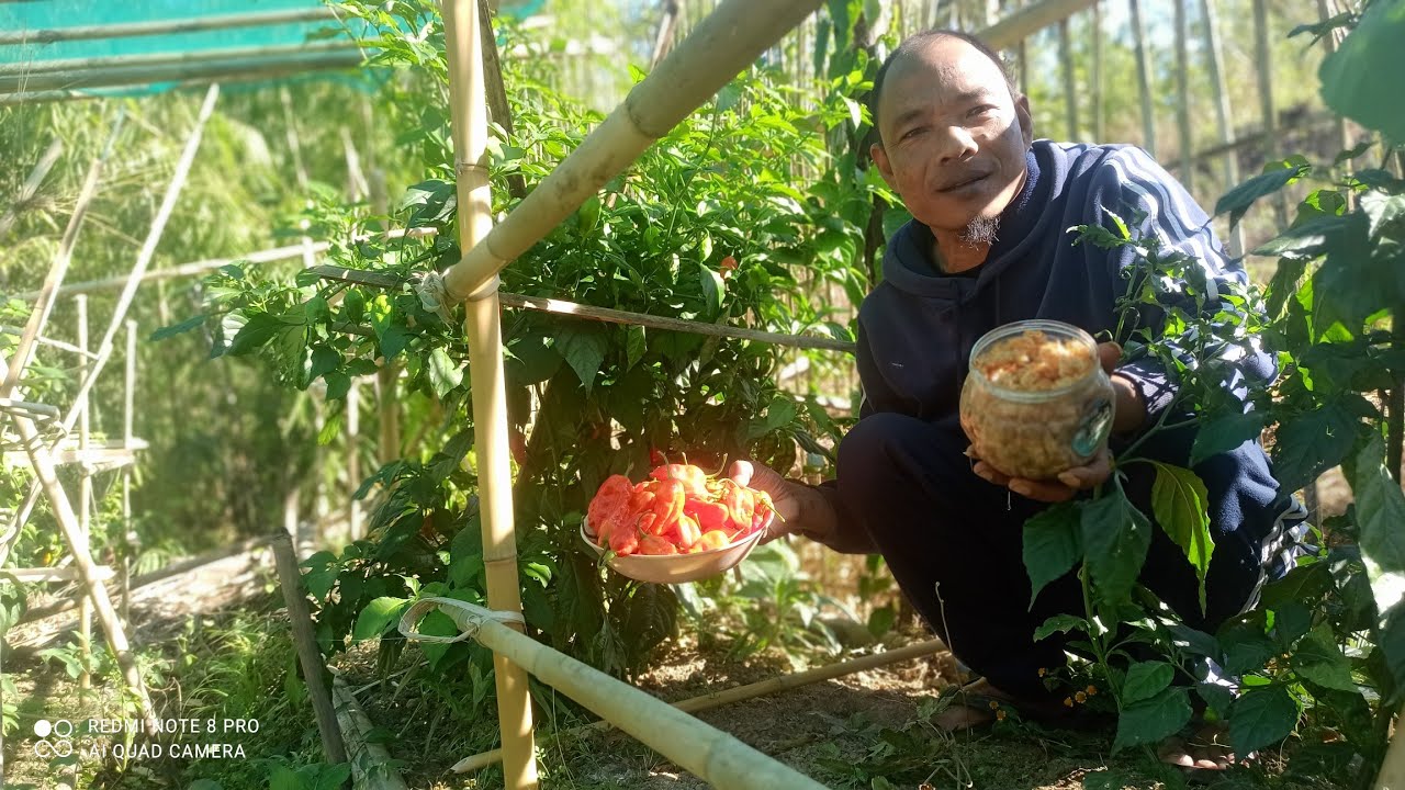 King chilli rannung leh natna ven leh enkawl dan.