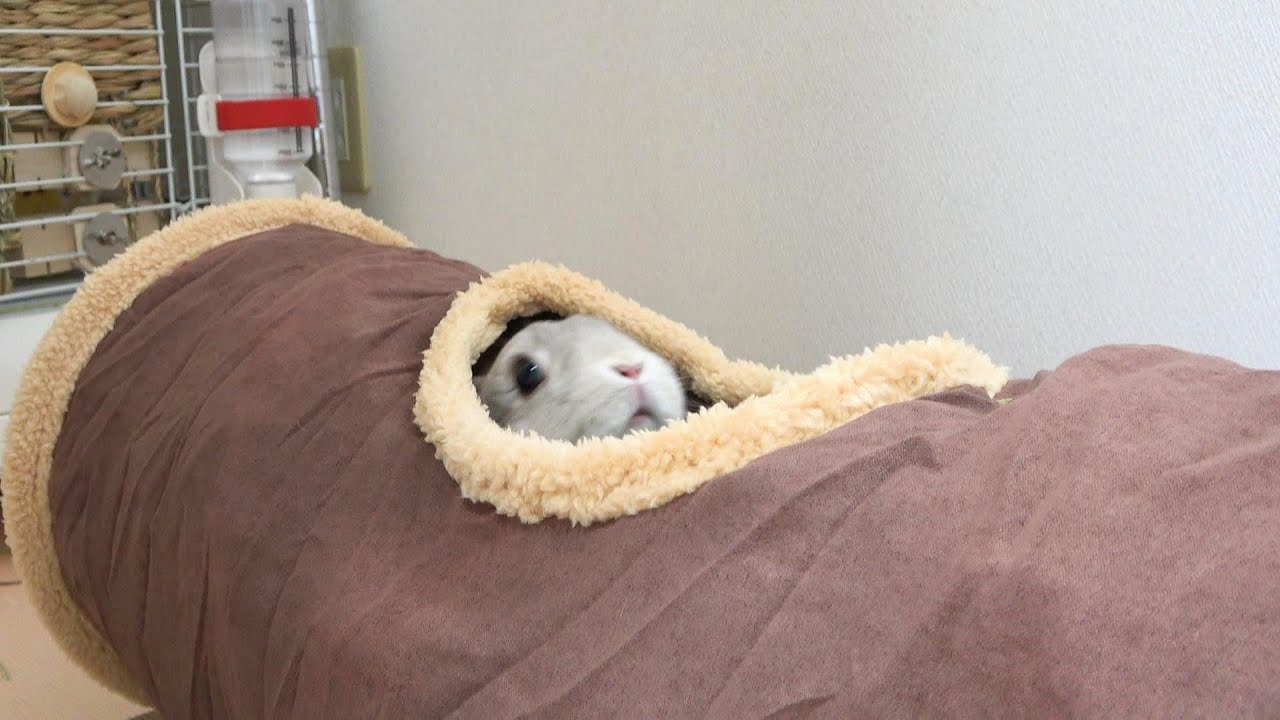 ときどき浮上しながら、トンネルで楽しく遊ぶうさぎさん