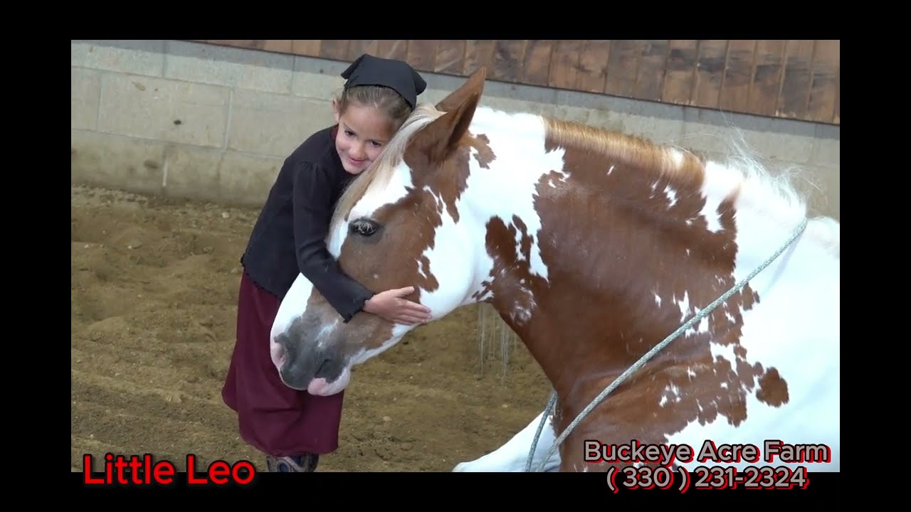 (Little Leo) SOLD  All around horse for anyone in the family to enjoy. He is one that can drive and