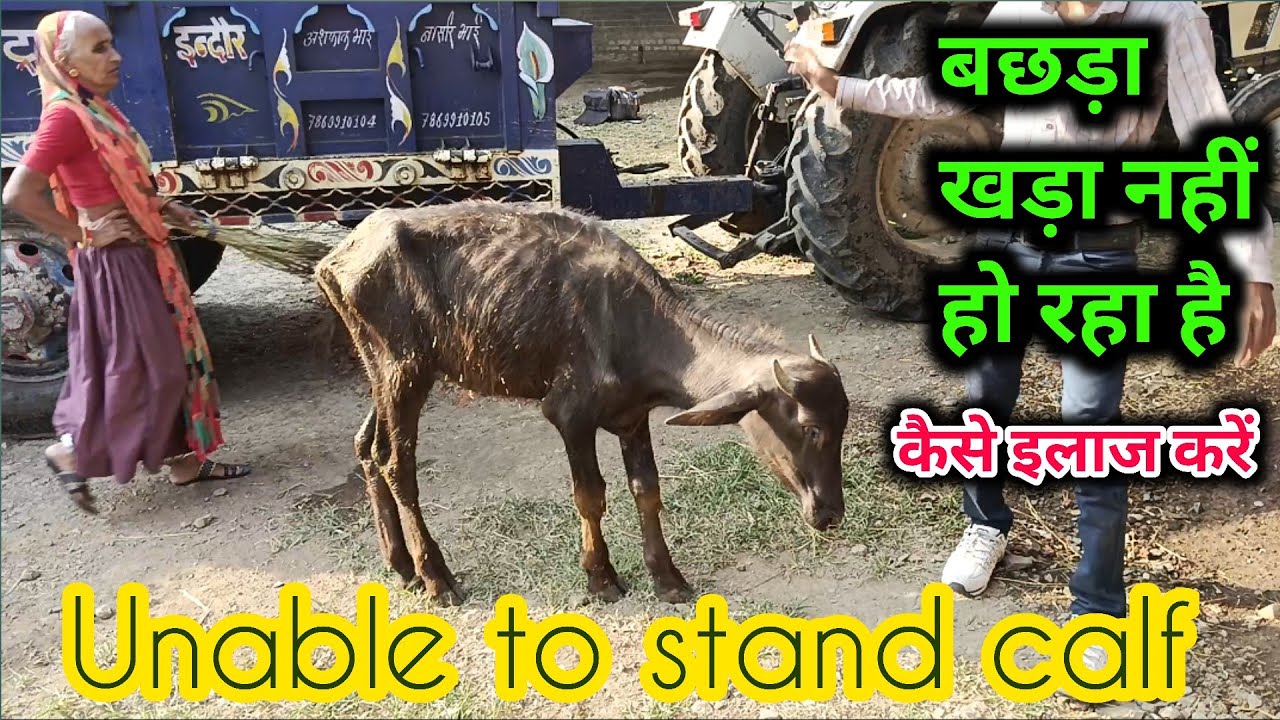 treatment of unable to stand calf | बछड़ों का खड़ा नहीं होना | Vets club | myfex calcium ||