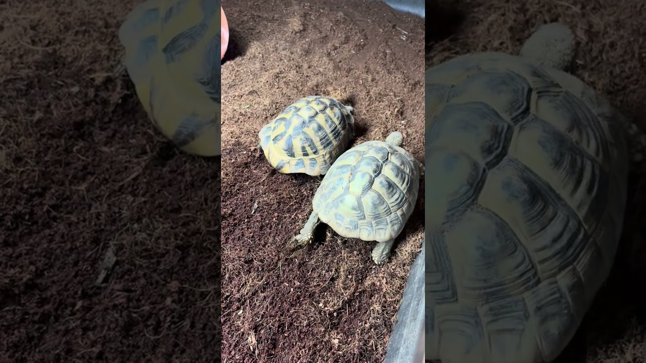 Indoor tortoise tour 