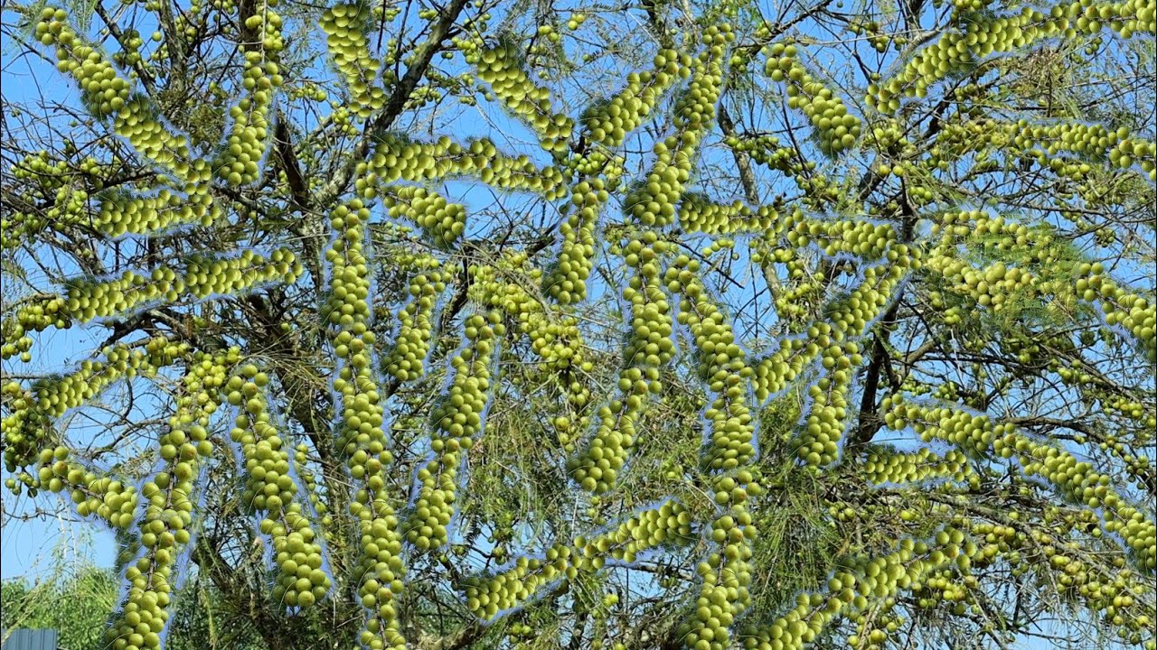 Avla ki kheti | आंवला की खेती | Amla ki kheti kaise karen | Gooseberry farming | Amla farming