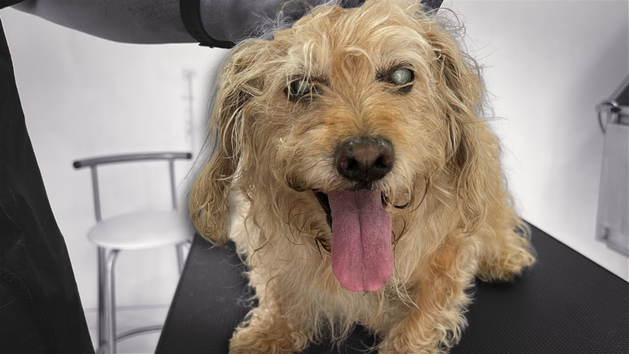 Perrito ciego va a su primer corte… y pasó esto
