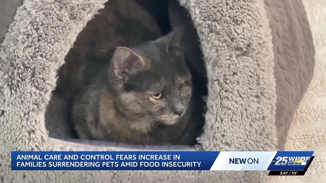 Palm Beach County offers resources to prevent pet surrenders